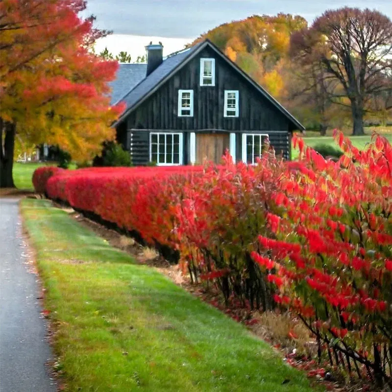 Dwarf Burning Bush Hedge (Euonymus alatus 'Compactus') 2