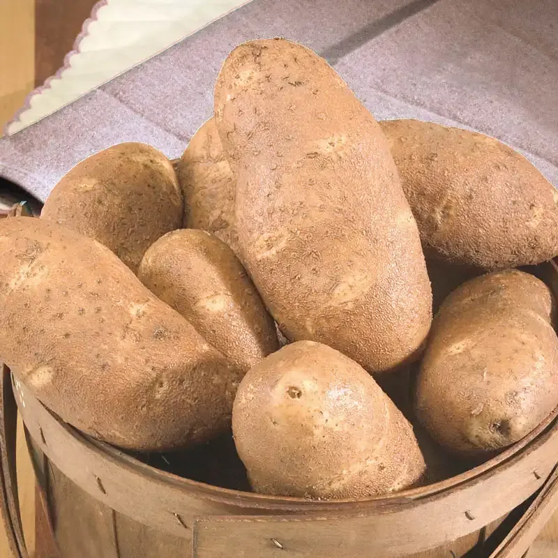 Goldrush Potato - Versatile Russet Variety