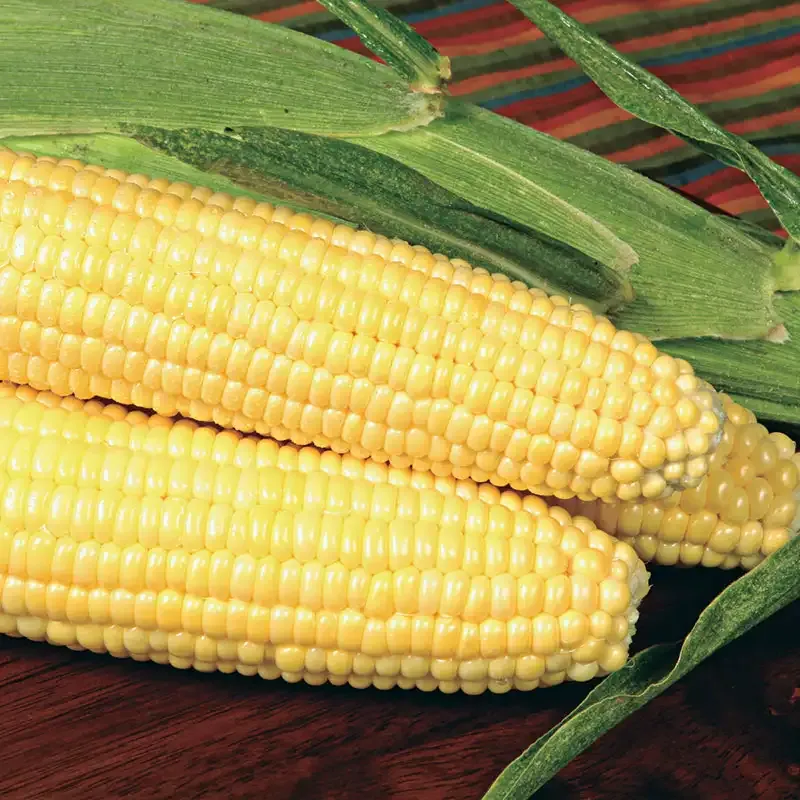 Bodacious RM Hybrid Sweet Corn Seeds - High-Yield SE Variety