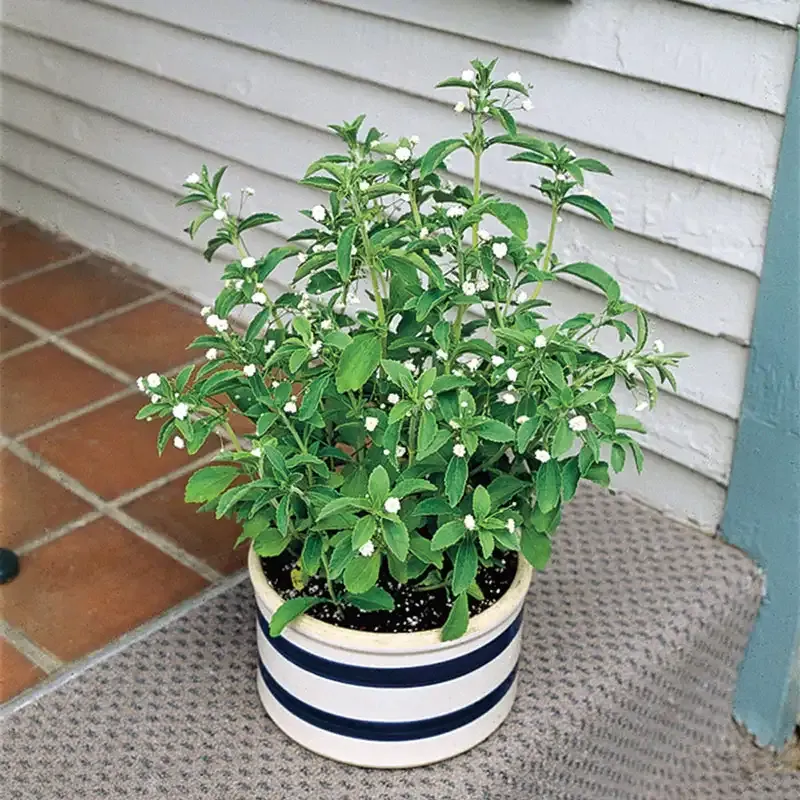 Stevia Rebaudiana Live Herb Plant for Natural Sweetening