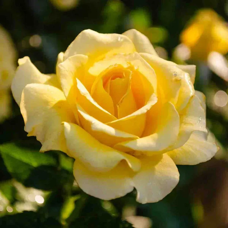 Sparkle & Shine Floribunda Rose - Continuous Blooming Garden Shrub 1