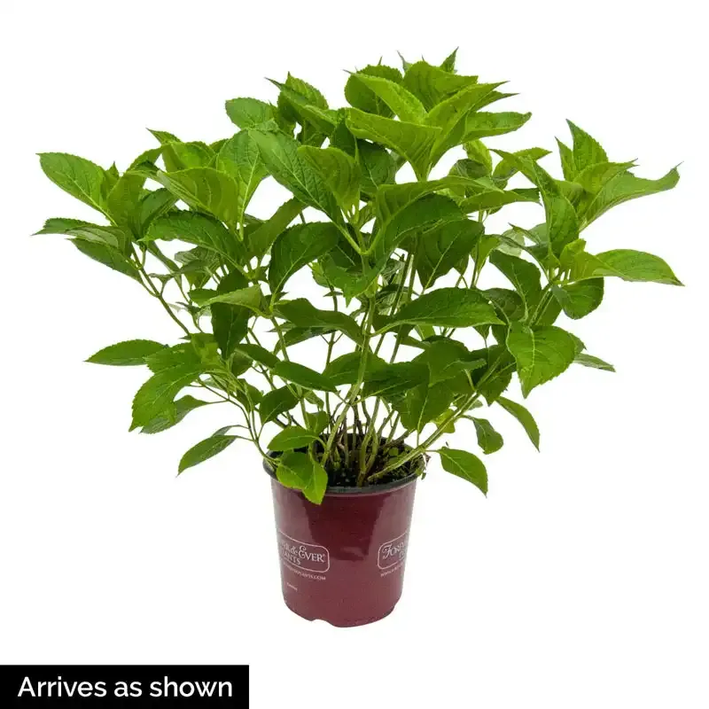 Annabelle Hydrangea Arborescens White Flowering Deciduous Shrub 1
