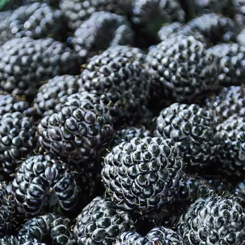 Everbearing Thornless Black Raspberry Plant for Home Cultivation