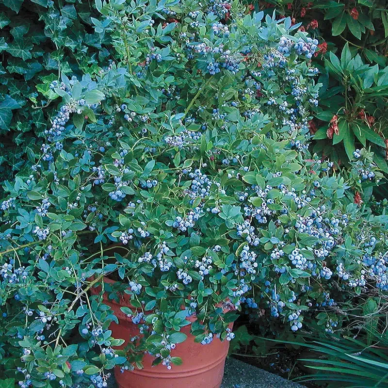 Sunshine Blue Southern Highbush Blueberry Plant - Compact Self-Pollinating Shrub