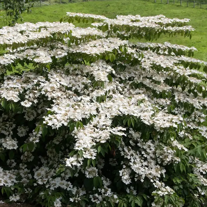 Shasta Doublefile Viburnum Deciduous Flowering Shrub for Landscape Screening