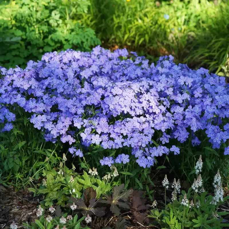 Blue Moon Phlox Perennial Woodland Flower Plant 1