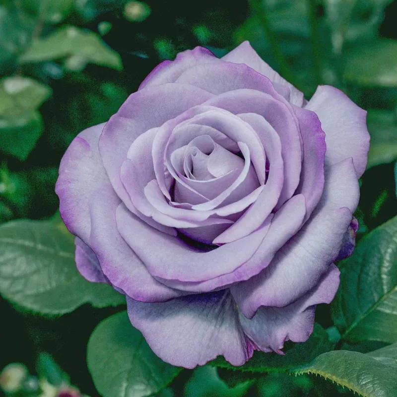 Neptune Hybrid Tea Rose - Lavender Fragrant Garden Bush