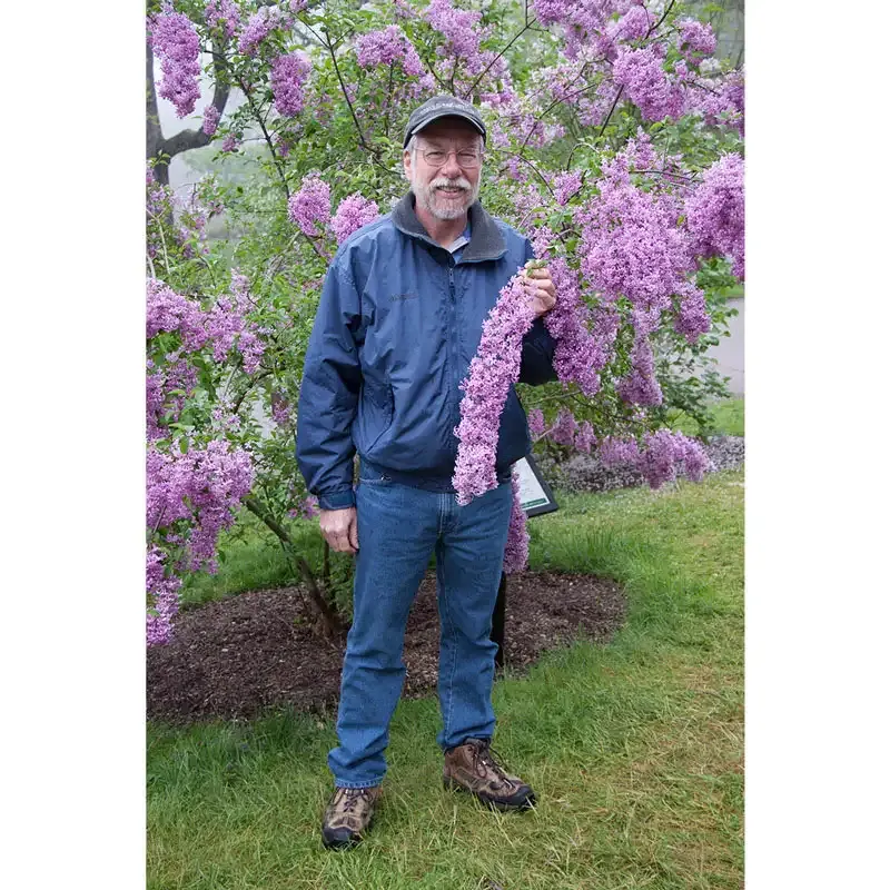 Lilac Sunday Flowering Shrub - Fragrant Deciduous Garden Plant 2