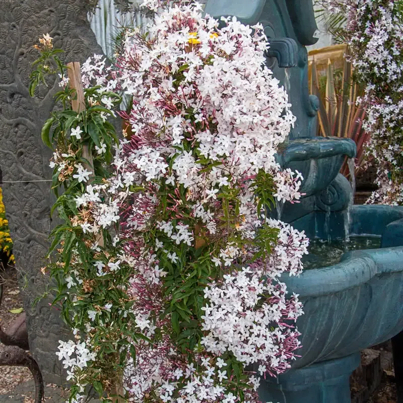 Pink Jasmine Floral Fragrance Oil for Home Aromatherapy