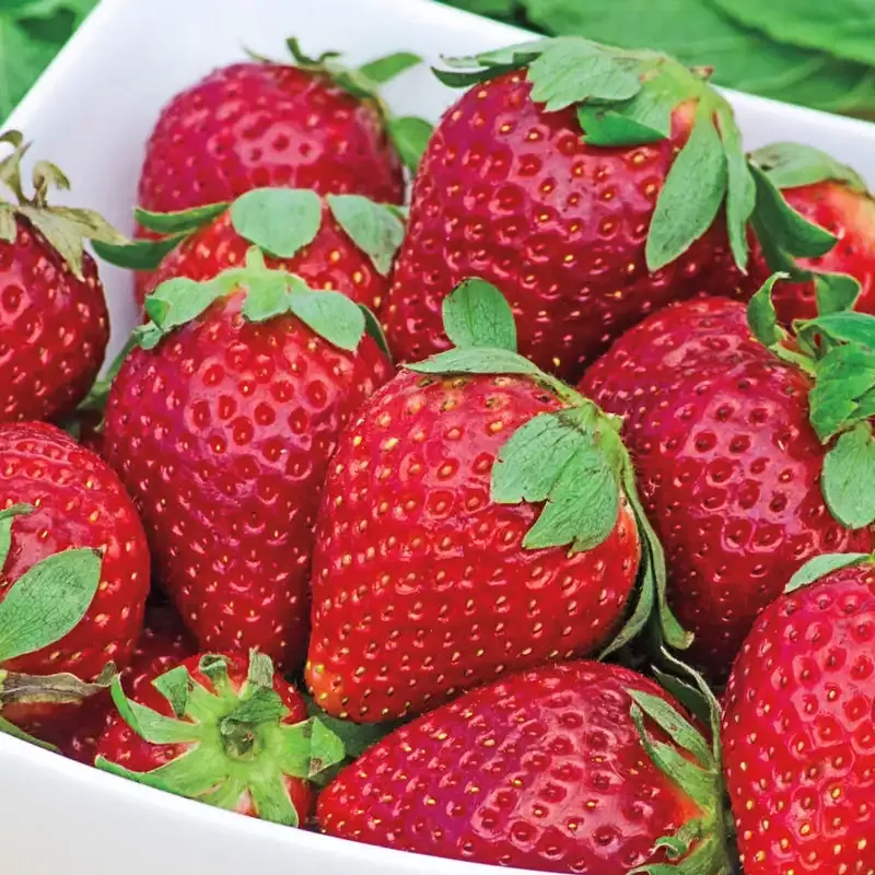 Earliglow Junebearing Strawberry Plants - Early Season Bare Root Starts