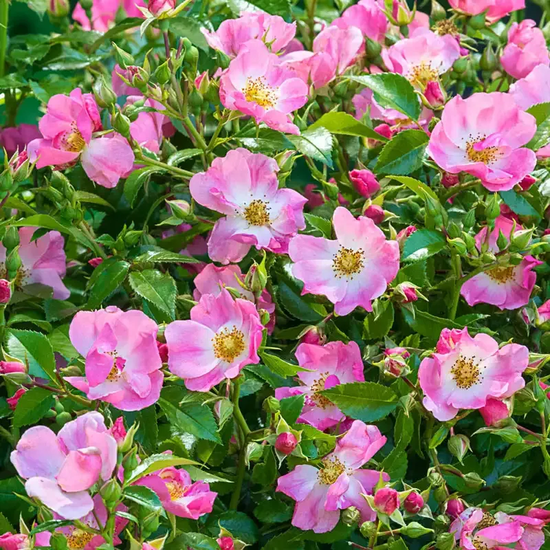 Hardy Pink Rose Flowering Shrub for Outdoor Garden Landscapes