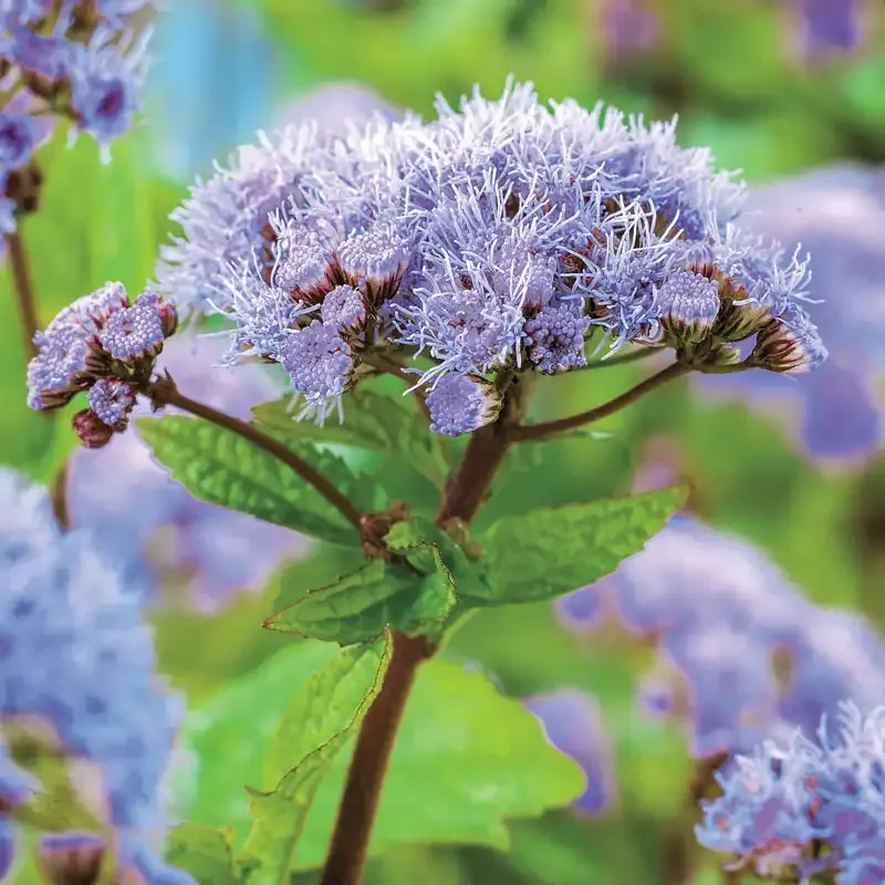Hardy Ageratum (Conoclinium coelestinum) Blue Mistflower Perennial Plant 1