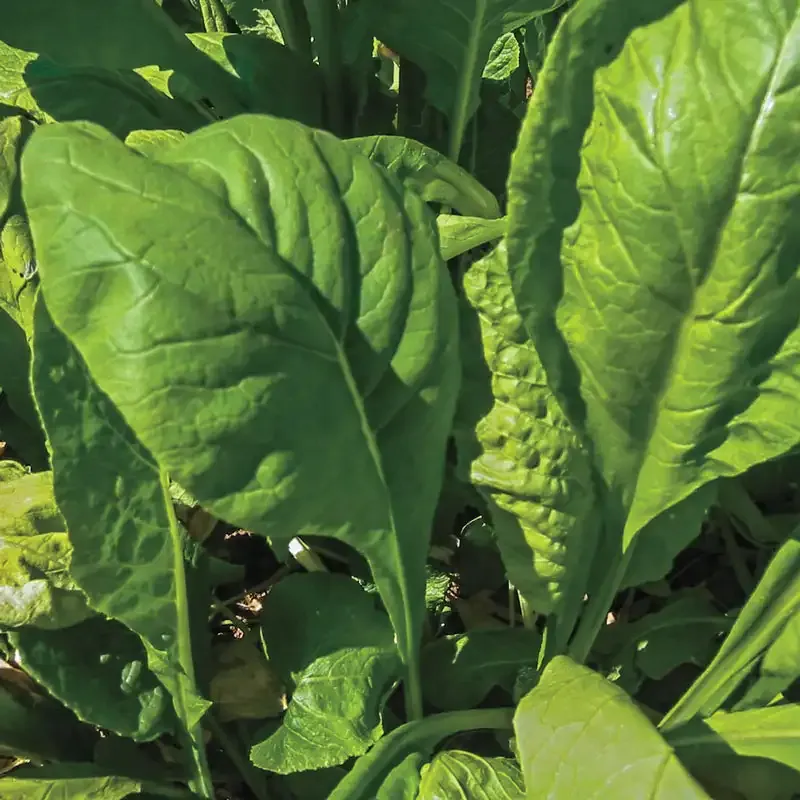 Tendergreen Spinach Mustard Seeds - Versatile Leafy Green Vegetable