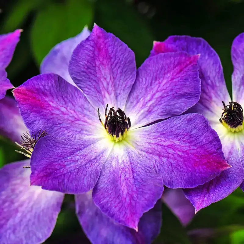 Cloudburst Clematis PBR Perennial Climbing Flowering Vine