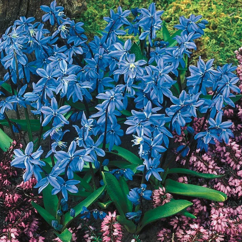 Bee and Butterfly Garden Collection - Pollinator-Friendly Flower Seed Mix 3
