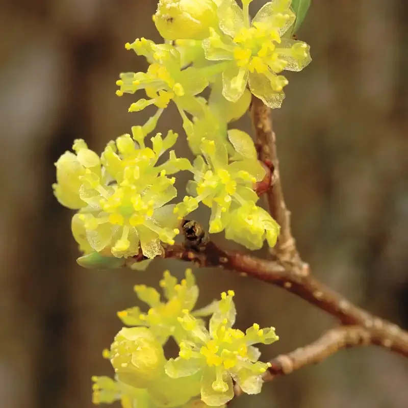 Spicebush Plant (Lindera benzoin) Native Deciduous Shrub