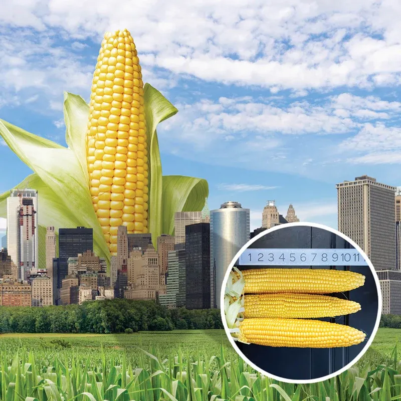 Cornzilla Sweet Corn (sh2) Hybrid Seeds