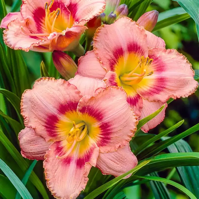 Strawberry Candy Daylily Perennial Garden Flower Plant