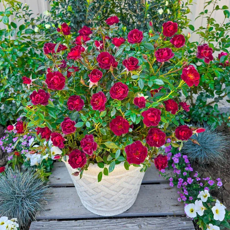 Coffee Bean Miniature Rose Compact Flowering Shrub 1