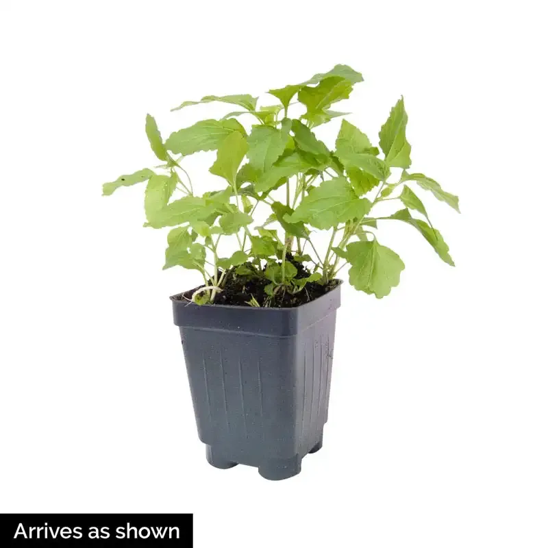 Hardy Ageratum (Conoclinium coelestinum) Blue Mistflower Perennial Plant 3