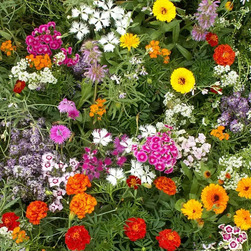 Fragrant Seed Mixture for Aromatic Garden Planting