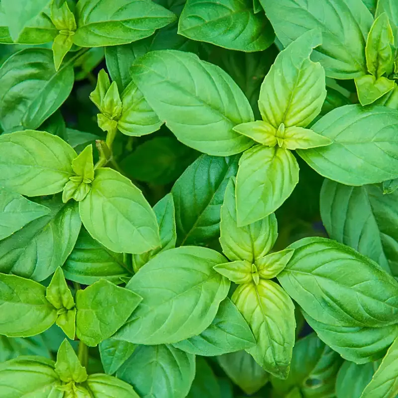 Sweet Basil Herb Plant - Live Culinary Herb for Indoor and Outdoor Use