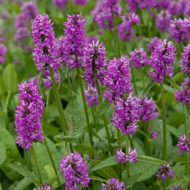 Hummelo Betony (Stachys officinalis) Perennial Flowering Plant 2