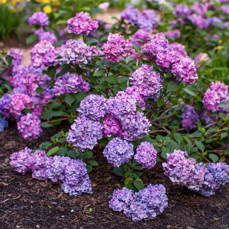 Bloomstruck Reblooming Hydrangea Macrophylla Shrub