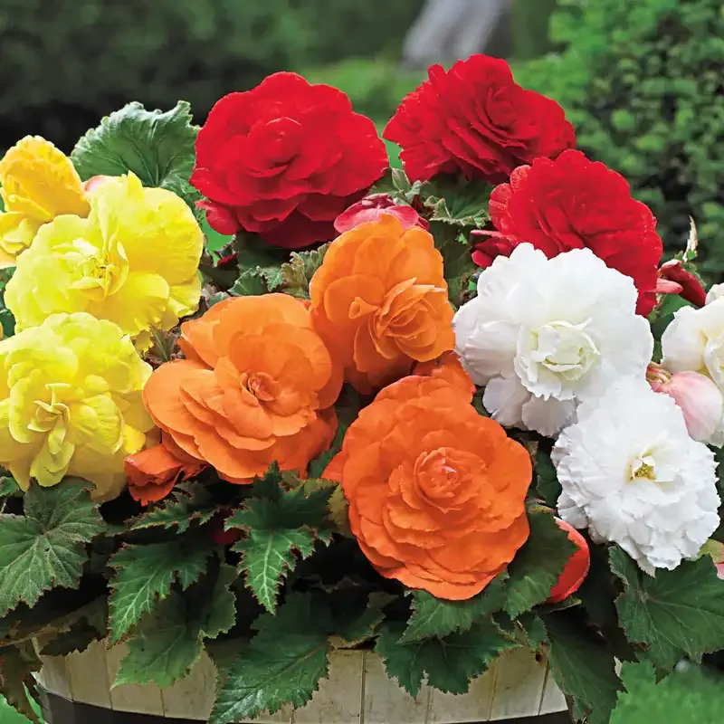 Giant Camellia Begonia Bulb Mix - Large Double-Flowered Tuberous Begonias