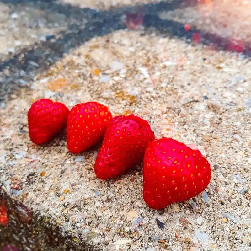 Whopper Everbearing Strawberry Bare Root Plants 2