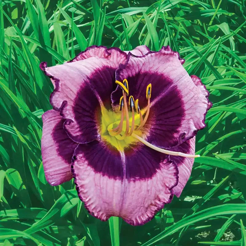 MacBeth Reblooming Daylily Perennial Garden Plant