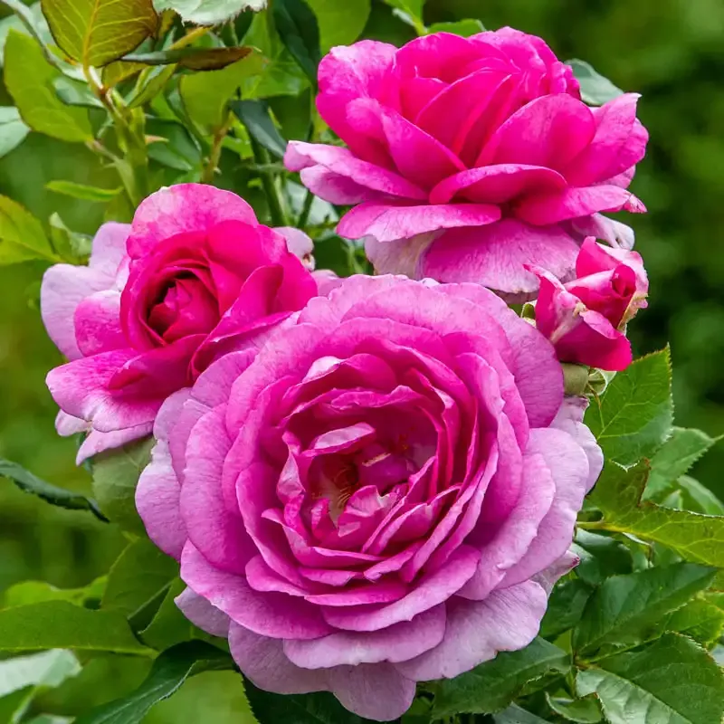 Hybrid Tea Rose Bush for Outdoor Garden Landscaping