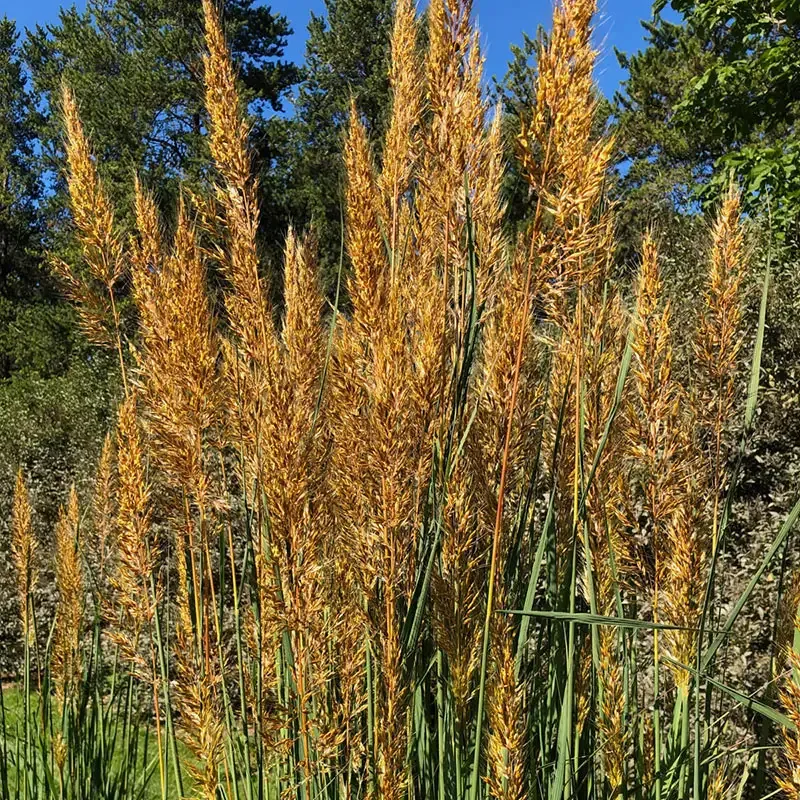 Yellow Prairie Grass Decorative Artificial Plant for Home and Office Decor