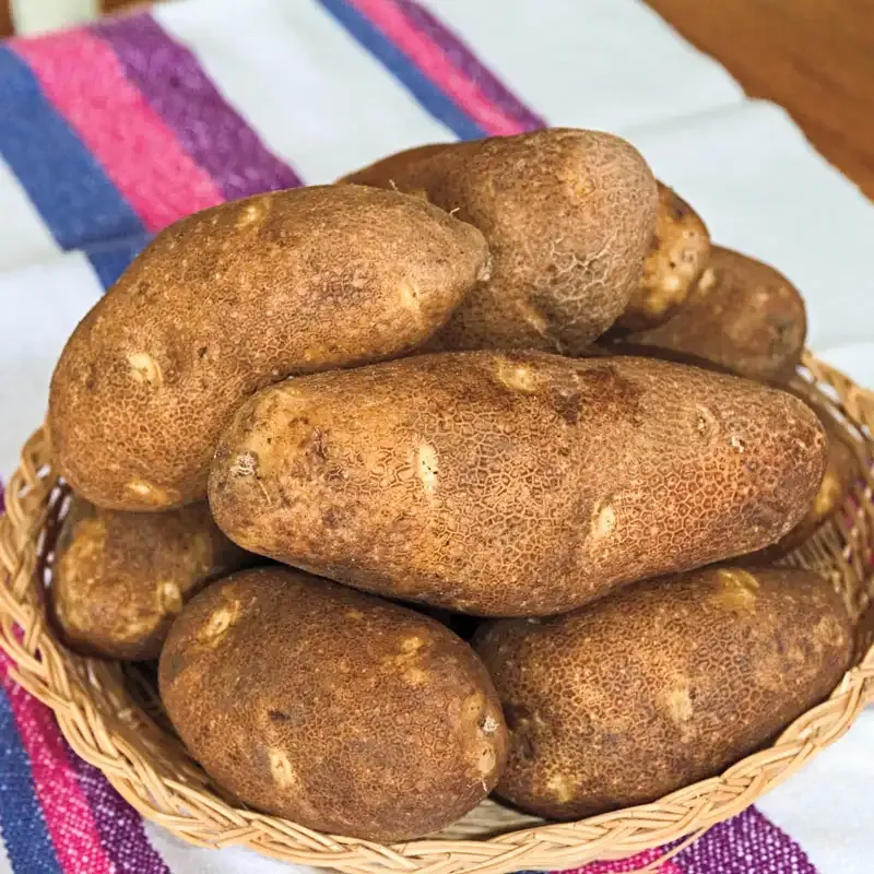 Canela Russet Potato - PVP Certified Seed Stock