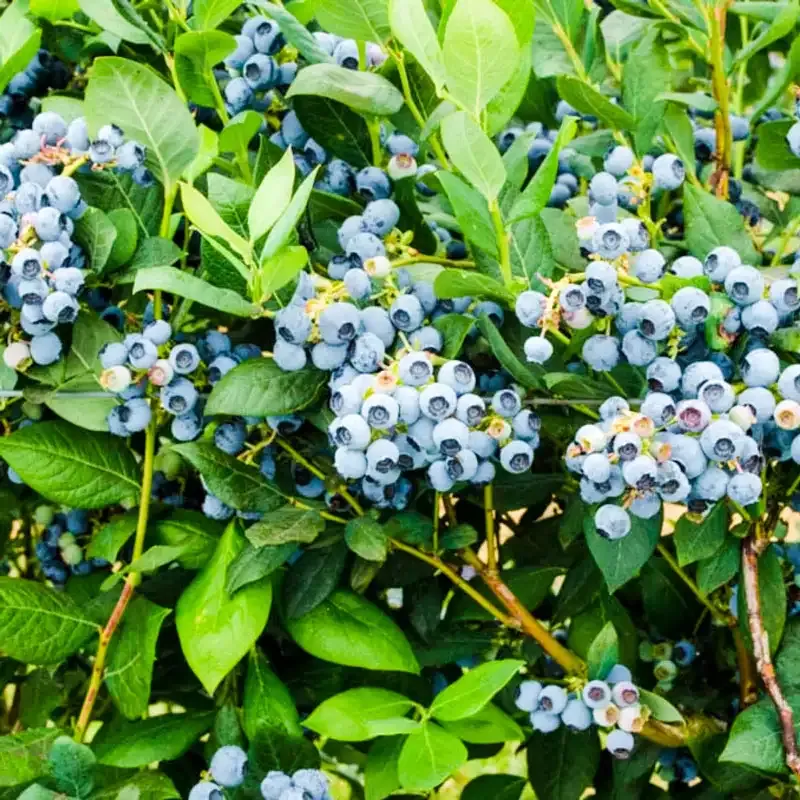 Bluegold Northern Highbush Blueberry Plant