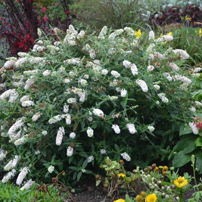 White Profusion Butterfly Bush (Buddleja davidii) Fragrant Flowering Shrub