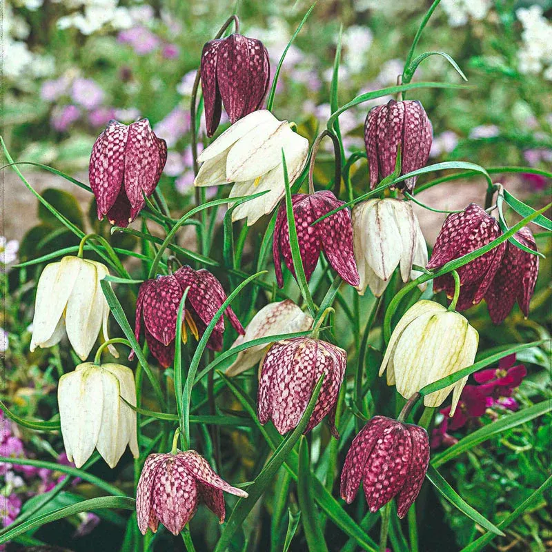 Bee and Butterfly Garden Collection - Pollinator-Friendly Flower Seed Mix 5