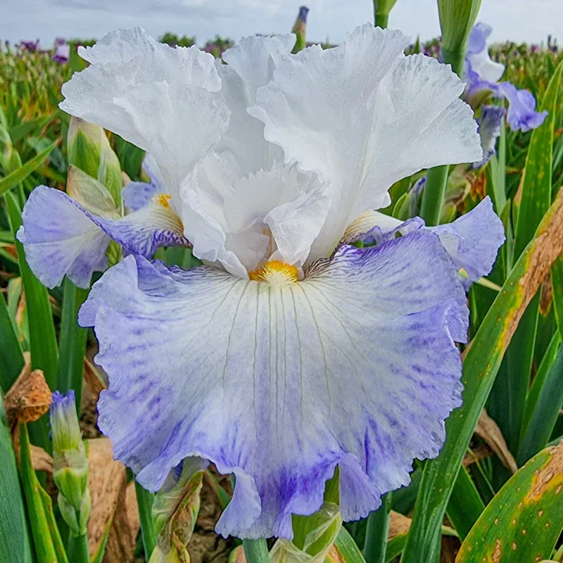 Autumn Breeze Reblooming Bearded Iris Perennial Rhizome