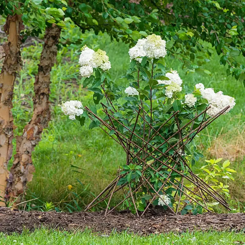 Natural Willow Obelisk Support for Climbing Plants and Garden Vines