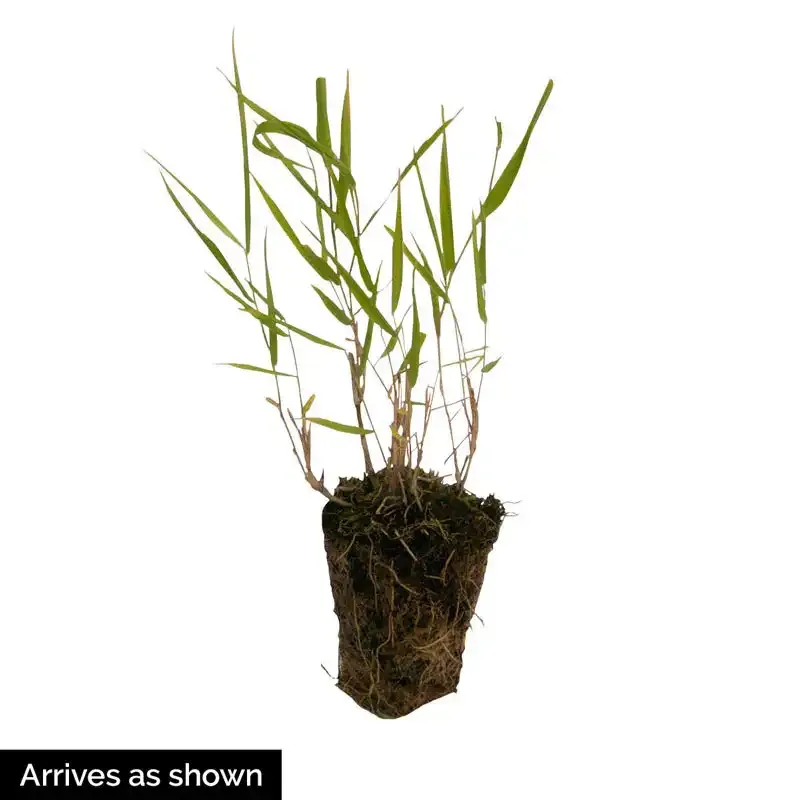 Beni Kaze Japanese Forest Grass (Hakonechloa macra) Ornamental Perennial 1