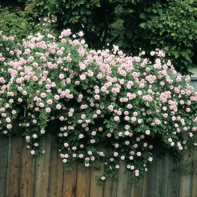 Cecile Brunner Climbing Rose Plant - Fragrant Heirloom Variety