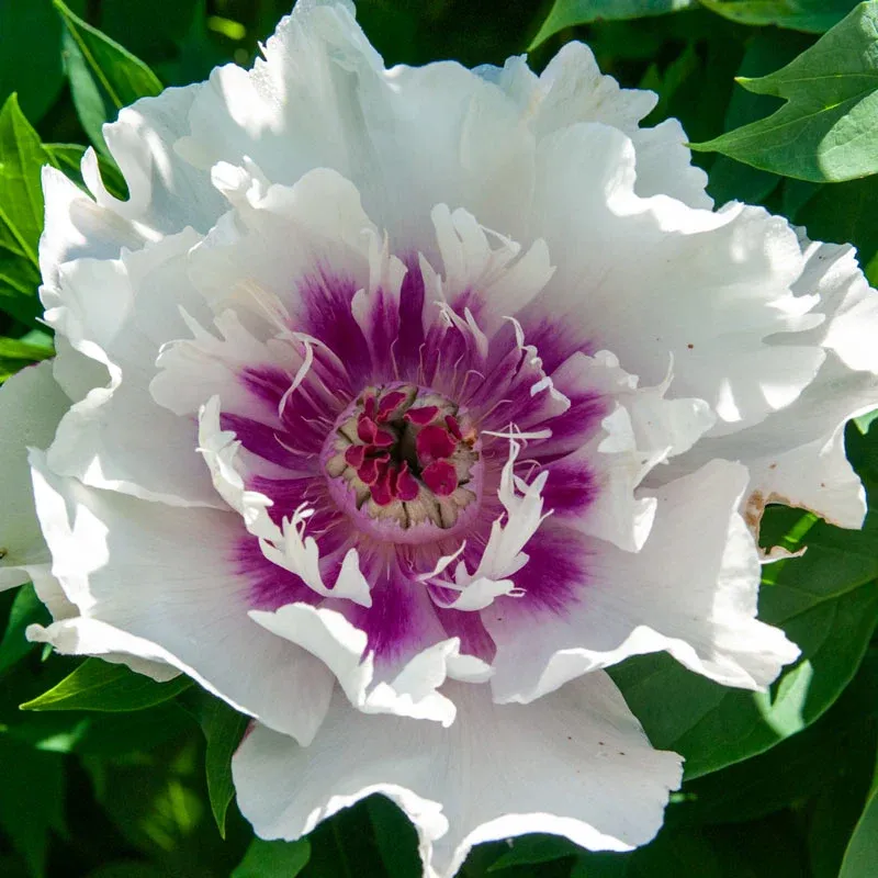 Raggedy Ann Itoh Peony - Intersectional Hybrid Perennial