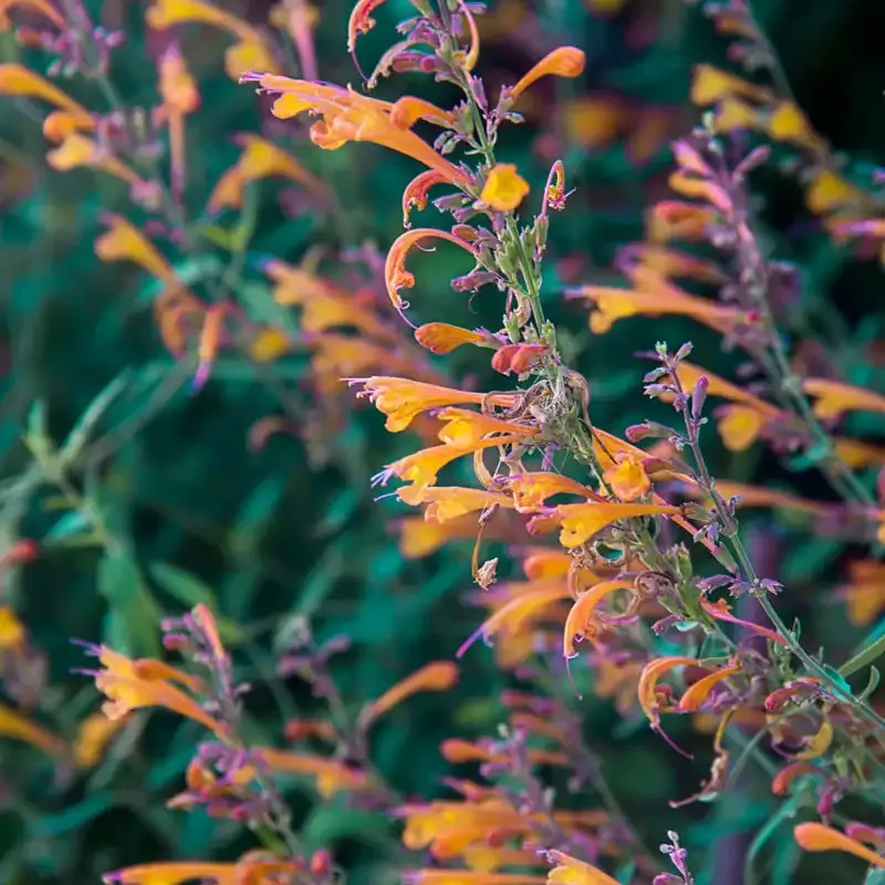 Tango Hummingbird Mint Plant - Compact Agastache Perennial 2