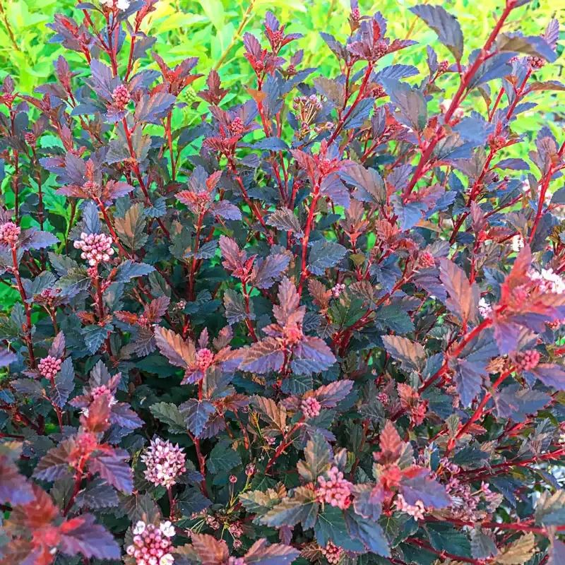 Physocarpus opulifolius Ninebark Deciduous Ornamental Shrub
