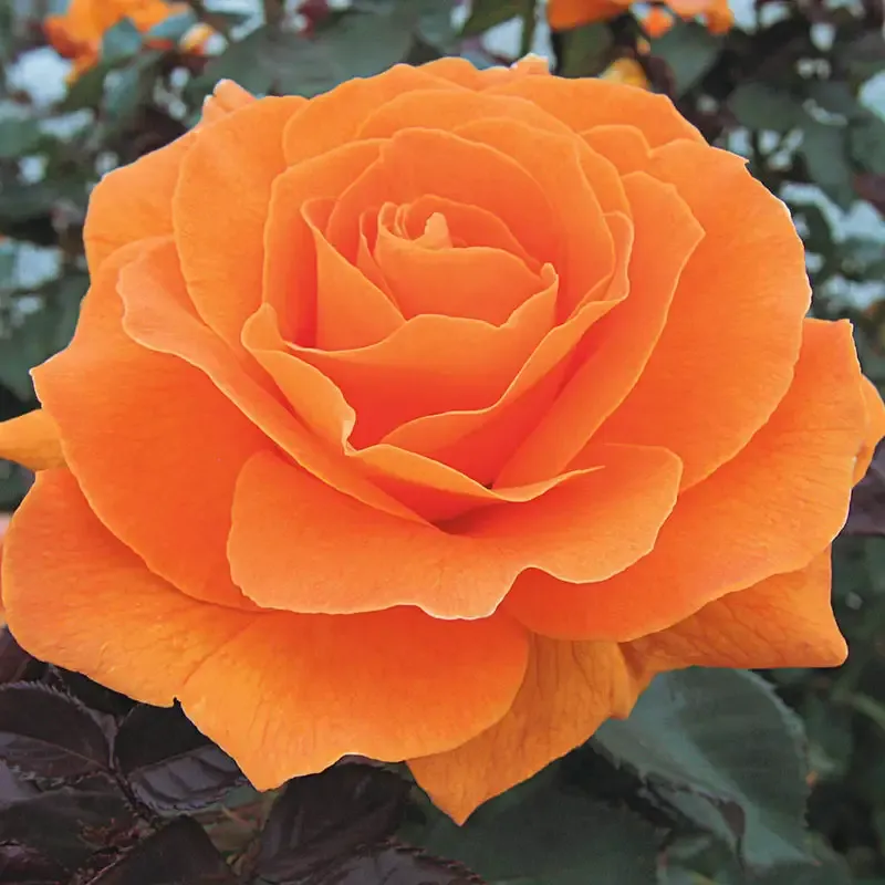 Floribunda Rose Shrub - Vibrant Orange Flowering Perennial
