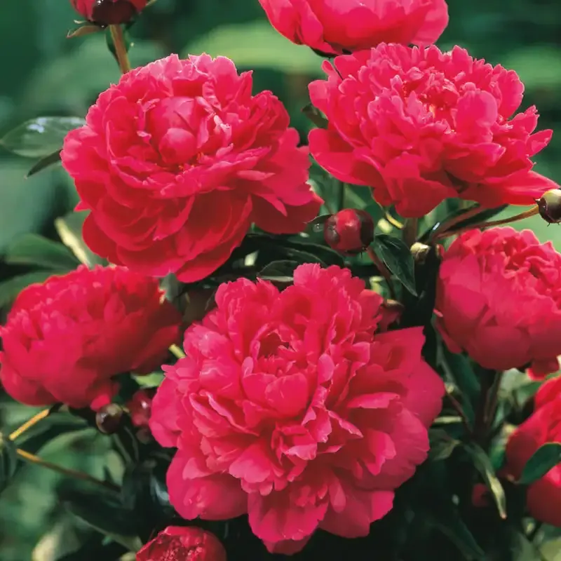 Kansas Peony Realistic Artificial Floral Bloom