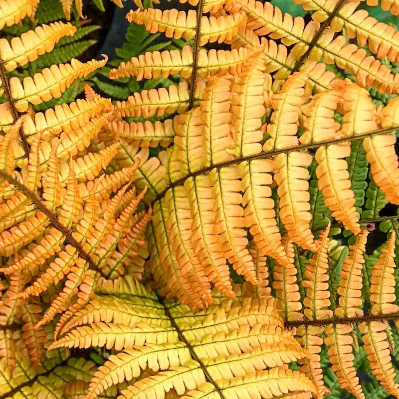 Jurassic Gold Fern Decorative Artificial Plant 2