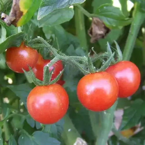 Red Marble Tomato Heirloom Variety