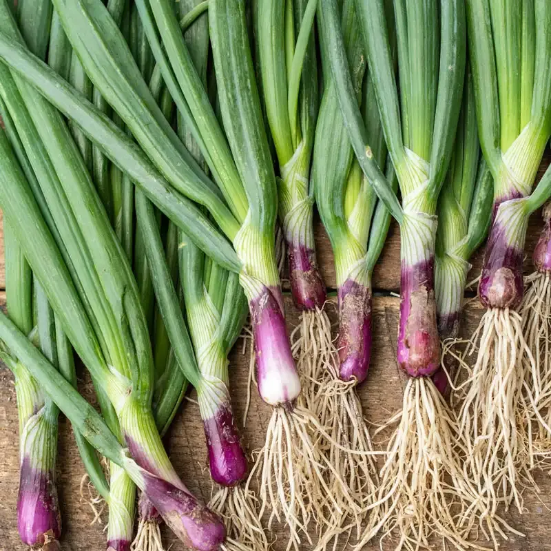 Red Baron Bunching Onion Seeds for Home Vegetable Gardening 1