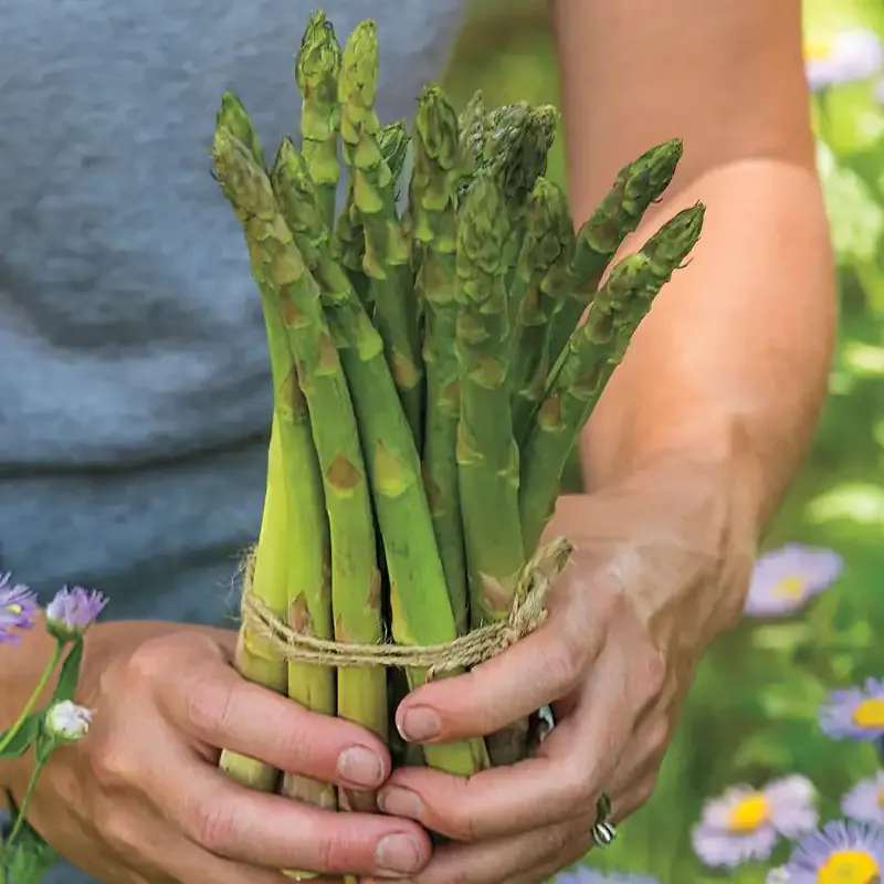 Perennial Asparagus Crowns for Home Vegetable Gardens 1
